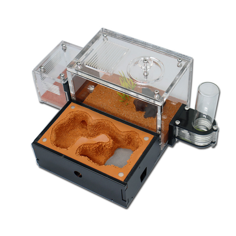 ดินสีเหลือง Ant Farm ภายนอก Wa - Begonia Rex บทวิจารณ์และราคา