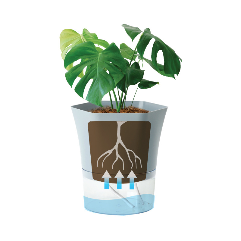 พลาสติกโปร่งใสรดน้ํากระถาง Laz - Aloe Vera Pot บทวิจารณ์และราคา