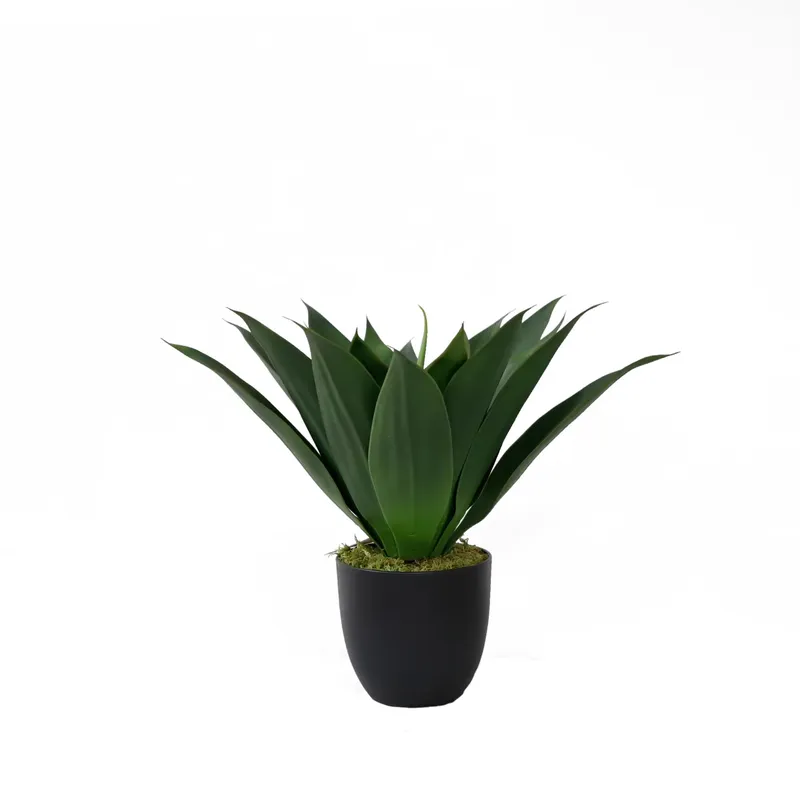 ต้นอโลเวร่าปลอมในกระถางบอนไซ ส - Aloe Vera Pot บทวิจารณ์และราคา