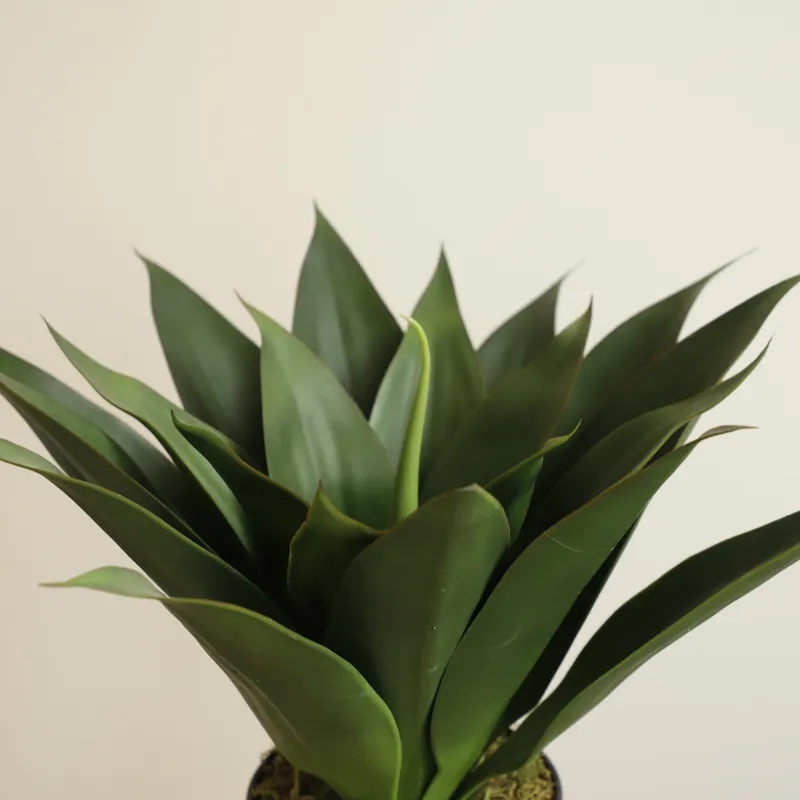 ต้นอโลเวร่าปลอมในกระถางบอนไซ ส - Aloe Vera Pot บทวิจารณ์และราคา